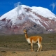 Chimborazo